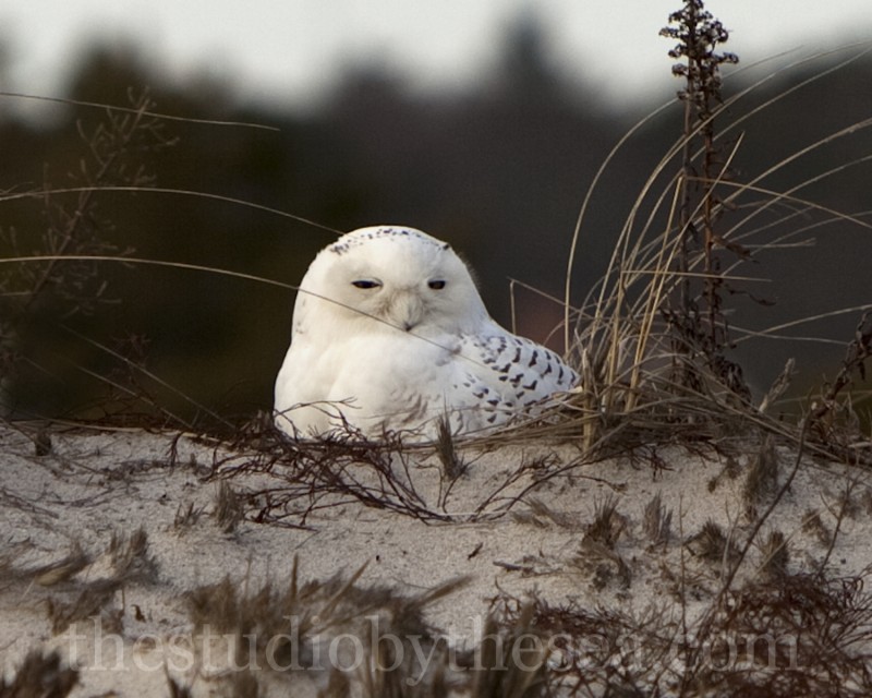 an irruption of Snowy Owls » Cape Cod Portraits by The Studio by the Sea