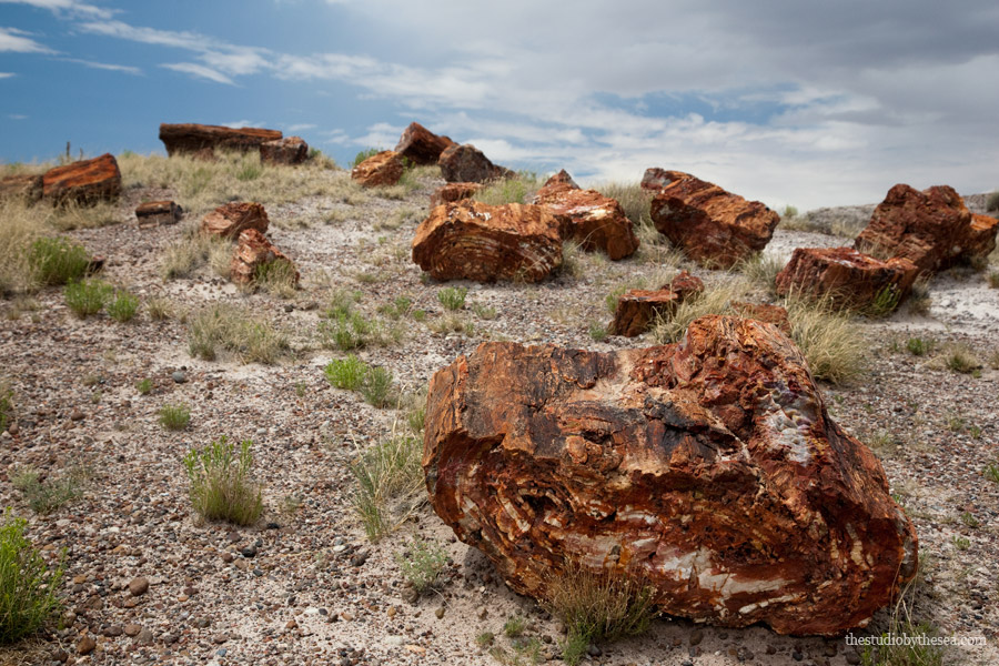 Petrified-logs