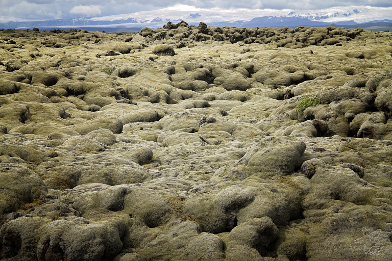 Iceland {South Coast} » Cape Cod Portraits by The Studio by the Sea